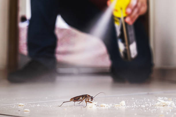 Best Rat Extermination Near Me  in Redlands, CO